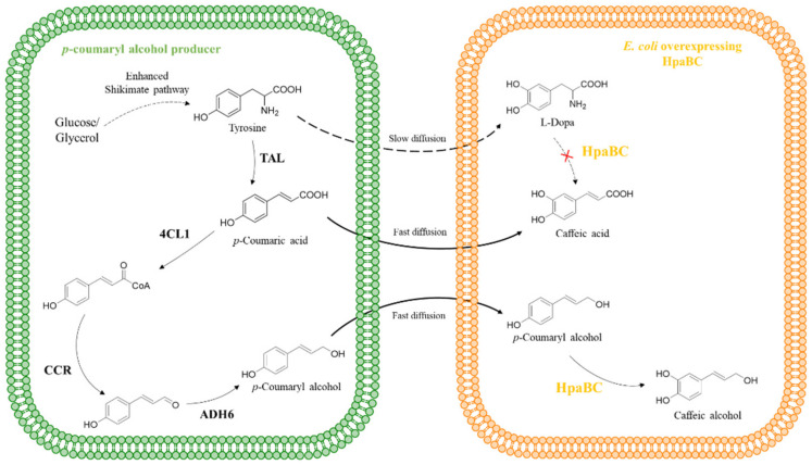 PMC10537072 – molecules-28-06699-f008