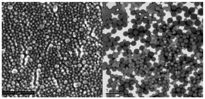 PMC10574311 – molecules-28-06907-f001