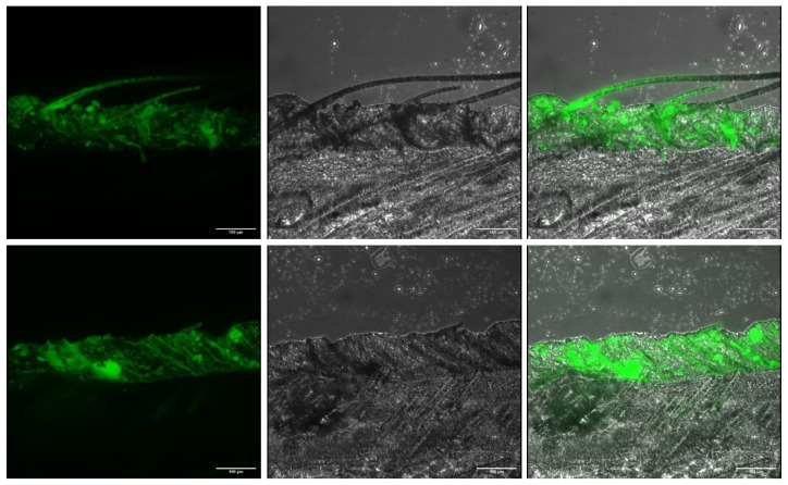 PMC10574311 – molecules-28-06907-f003