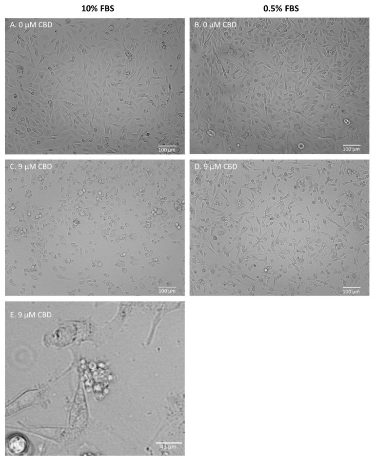 PMC10708261 – molecules-28-07887-f002