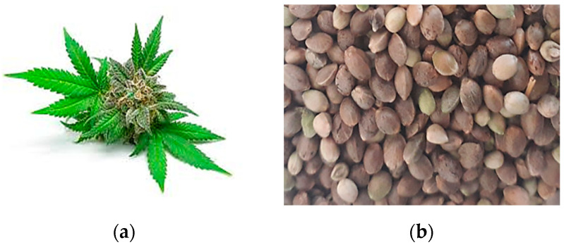 PMC10779963 – molecules-29-00093-f001