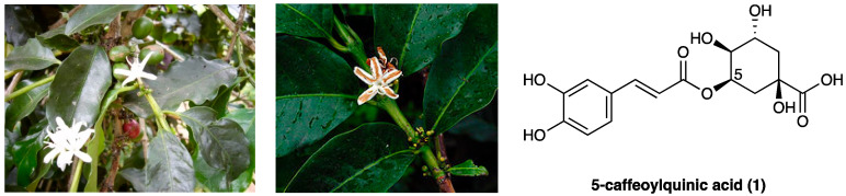 PMC10892999 – molecules-29-00815-f001