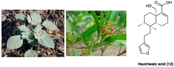 PMC10892999 – molecules-29-00815-f010