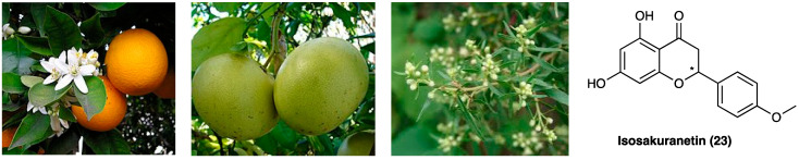 PMC10892999 – molecules-29-00815-f017