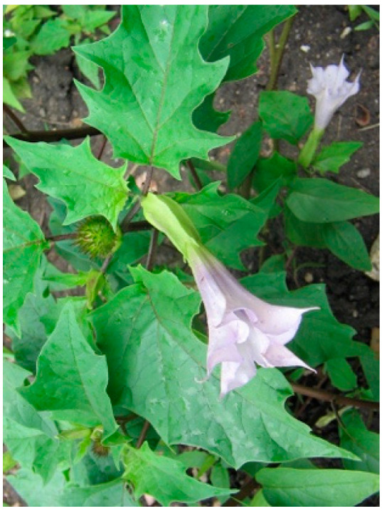 PMC10892999 – molecules-29-00815-f019