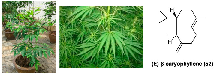 PMC10892999 – molecules-29-00815-f027