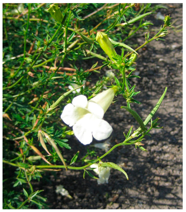 PMC10892999 – molecules-29-00815-f037