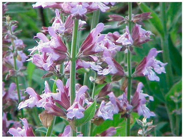 PMC10892999 – molecules-29-00815-f040