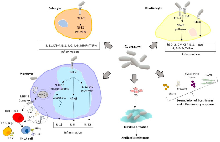 PMC11124055 – molecules-29-02394-f001