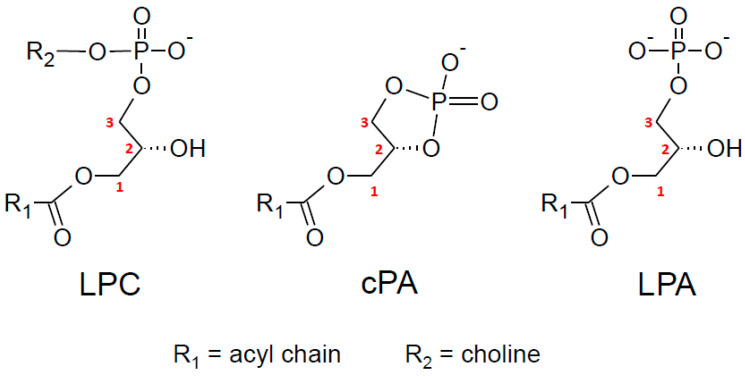 PMC11314389 – molecules-29-03694-f006