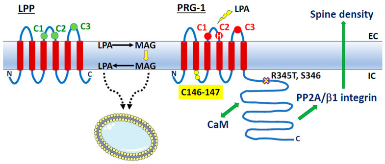 PMC11314389 – molecules-29-03694-f008