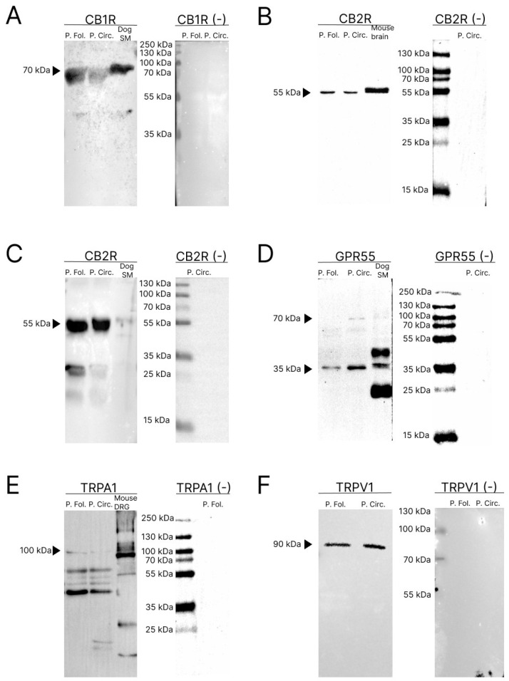PMC11478043 – molecules-29-04613-f001