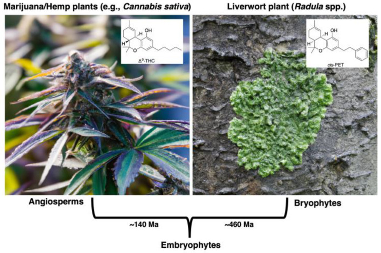 PMC11547505 – molecules-29-05081-f002