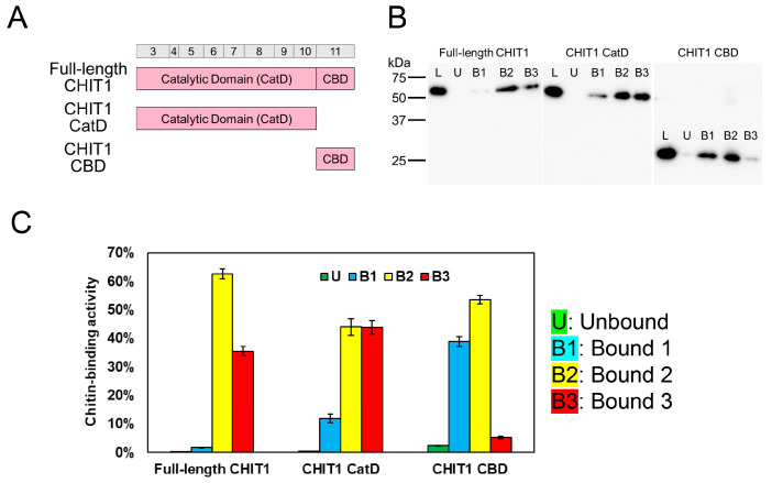 PMC11721955 – molecules-30-00019-f003