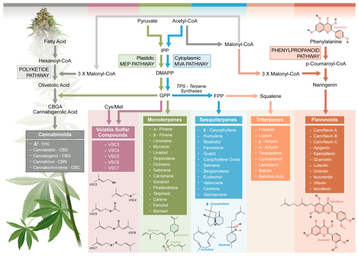 PMC12251074 – molecules-30-02784-f001
