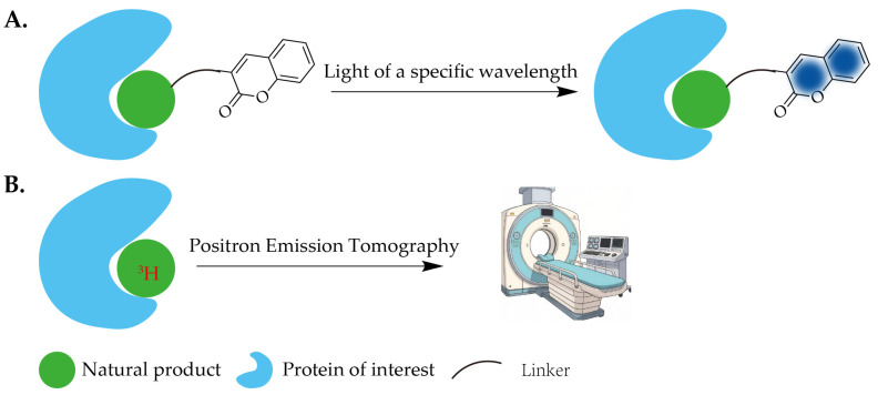PMC13075145 – molecules-31-01096-f003