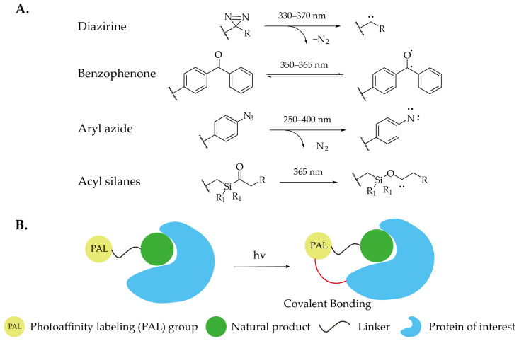 PMC13075145 – molecules-31-01096-f004