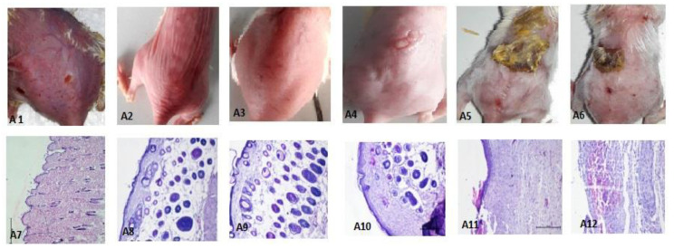 PMC8879523 – nanomaterials-12-00636-f008