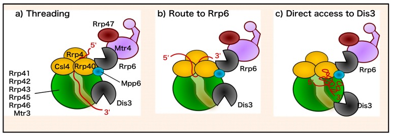 PMC5886371 – ncrna-04-00008-f002