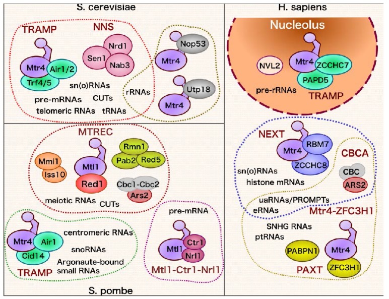 PMC5886371 – ncrna-04-00008-f003