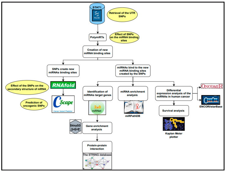 PMC12101234 – ncrna-11-00032-f007