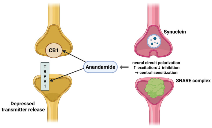 PMC12472909 – neurolint-17-00141-f004