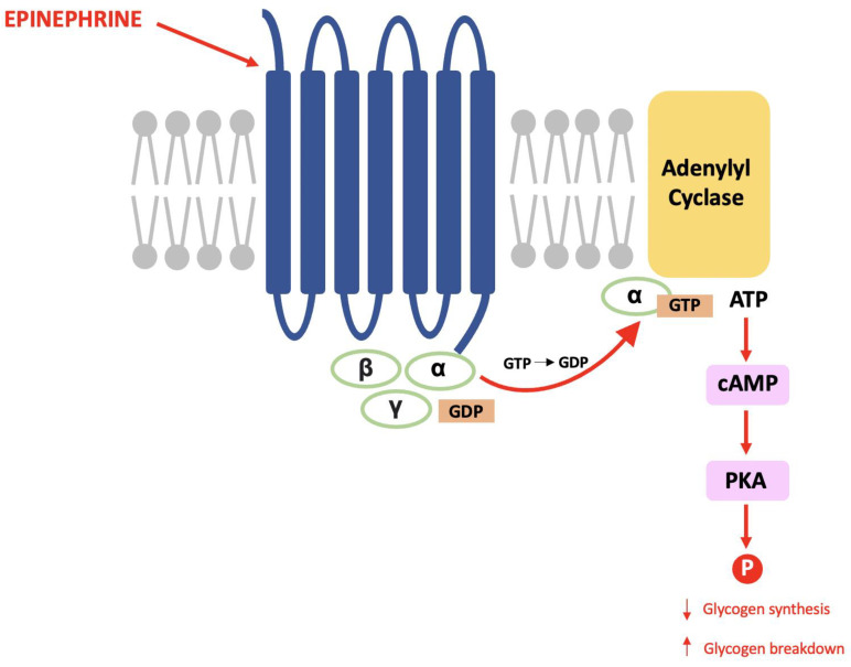 PMC11523713 – neurosci-03-00035-f001