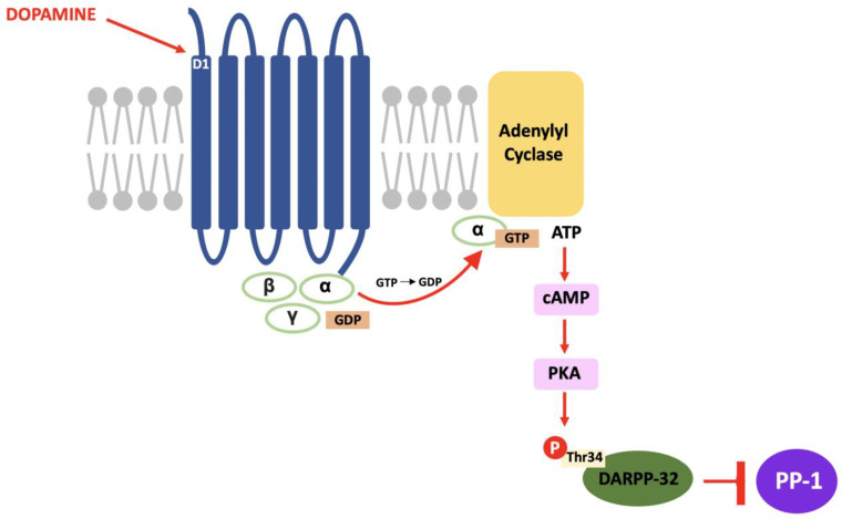 PMC11523713 – neurosci-03-00035-f002