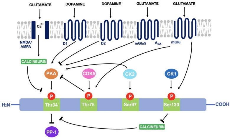 PMC11523713 – neurosci-03-00035-f003