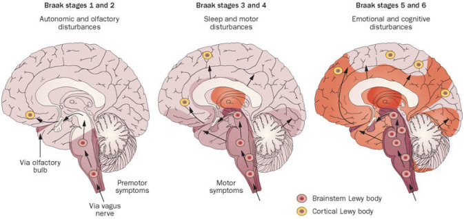 PMC10567584 – neurosci-10-03-017-g002