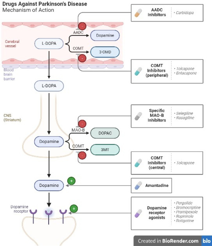 PMC10567584 – neurosci-10-03-017-g008