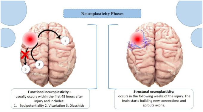 PMC12287638 – neurosci-12-02-006-g002