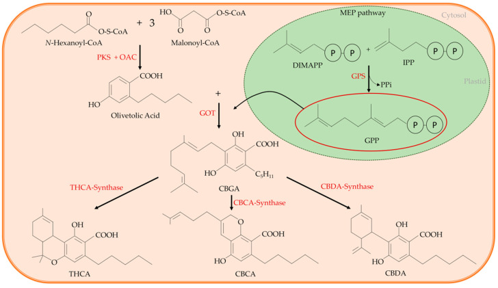 PMC7400098 – nutrients-12-01935-f002