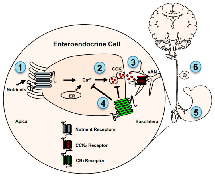 PMC8067588 – nutrients-13-01214-f002