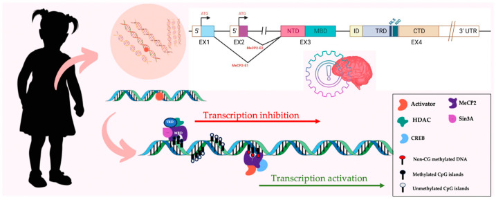 PMC11435074 – nutrients-16-03114-f005