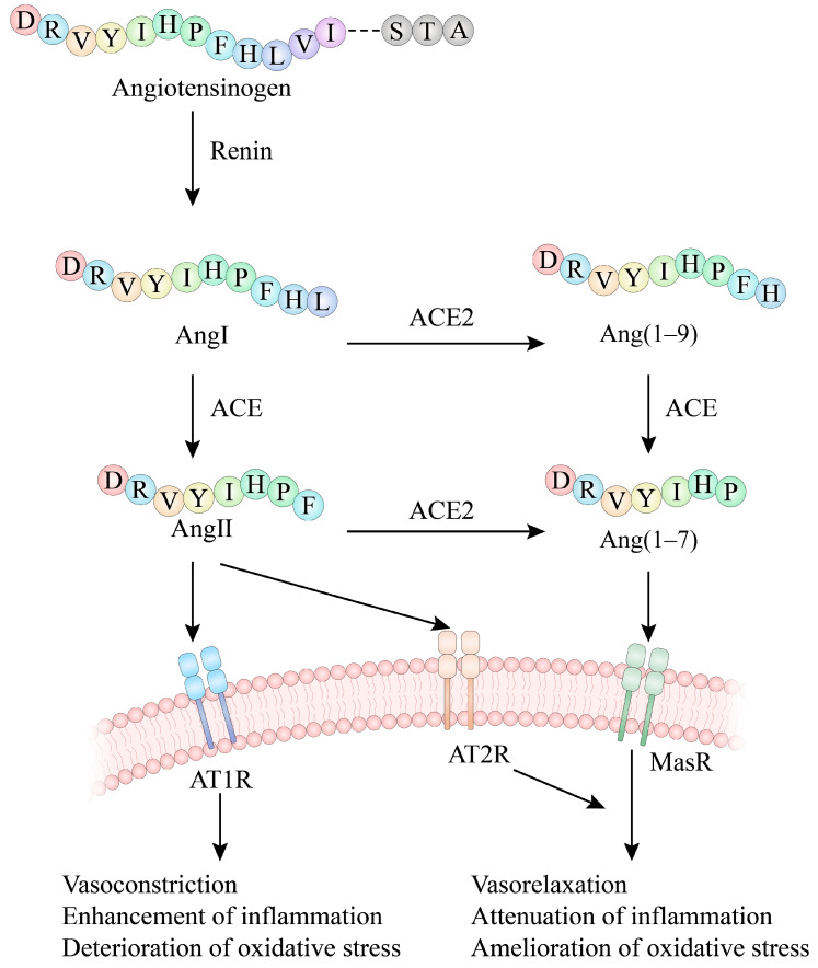 PMC11722916 – nutrients-17-00097-f001