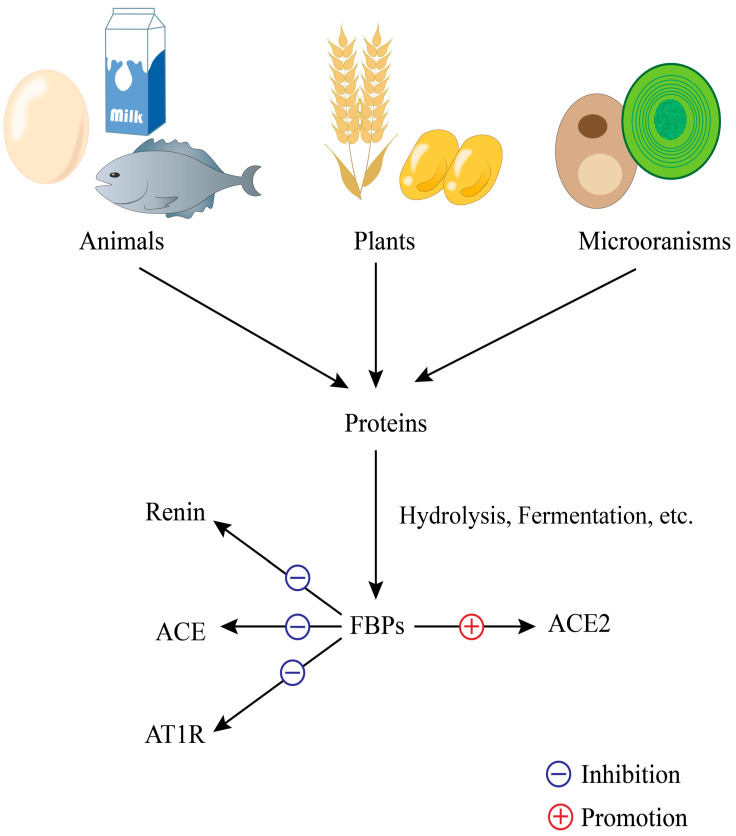 PMC11722916 – nutrients-17-00097-f002