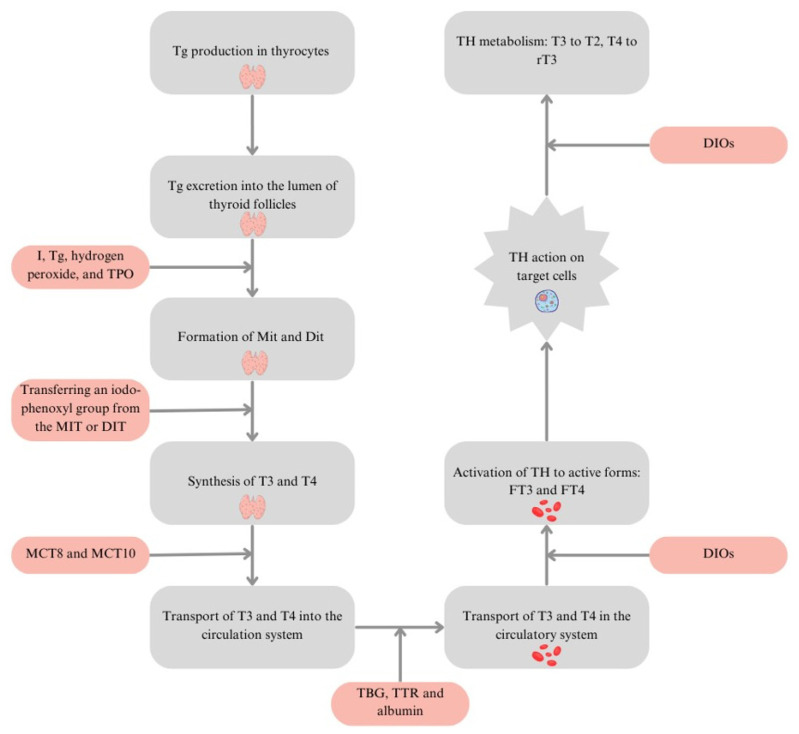 PMC11819802 – nutrients-17-00398-f001