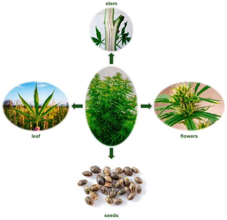 PMC11902196 – nutrients-17-00861-f001
