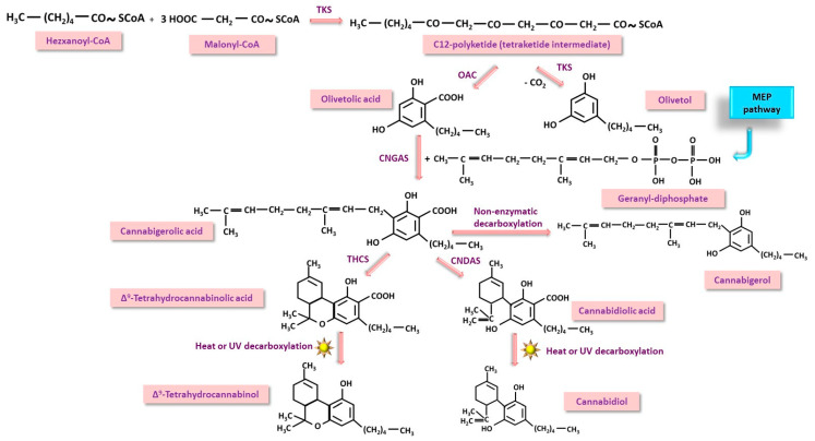 PMC11902196 – nutrients-17-00861-f002
