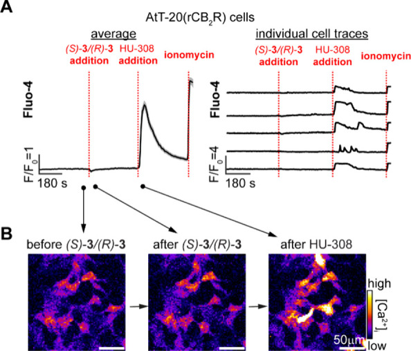 PMC11117691 – fig7