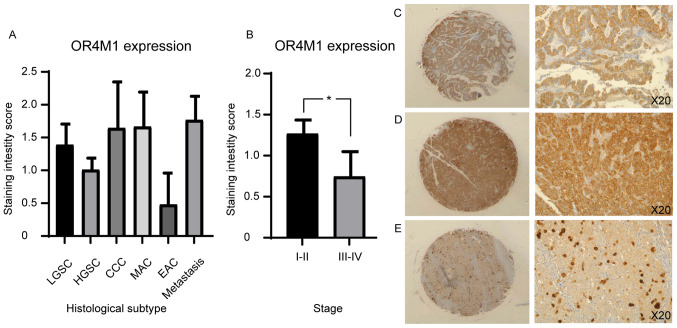 PMC8298991 – f7-ol-0-0-12911