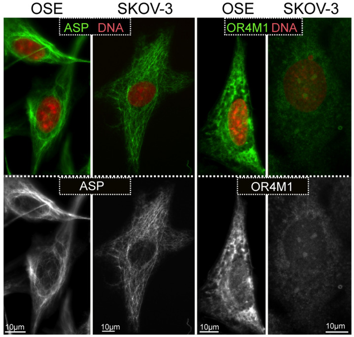 PMC8298991 – f8-ol-0-0-12911