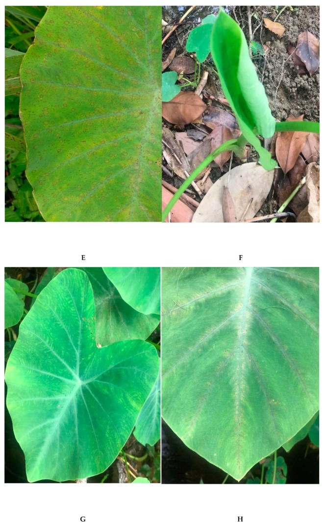 PMC6630990 – pathogens-08-00056-f002