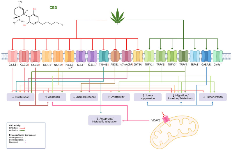 PMC12821708 – pathophysiology-33-00008-f001