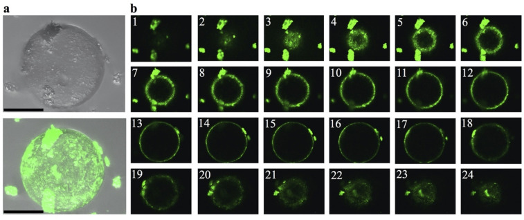 PMC8109789 – pbio.3001198.g003