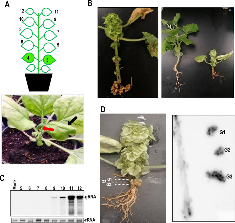 PMC11081511 – pbio.3002600.g002
