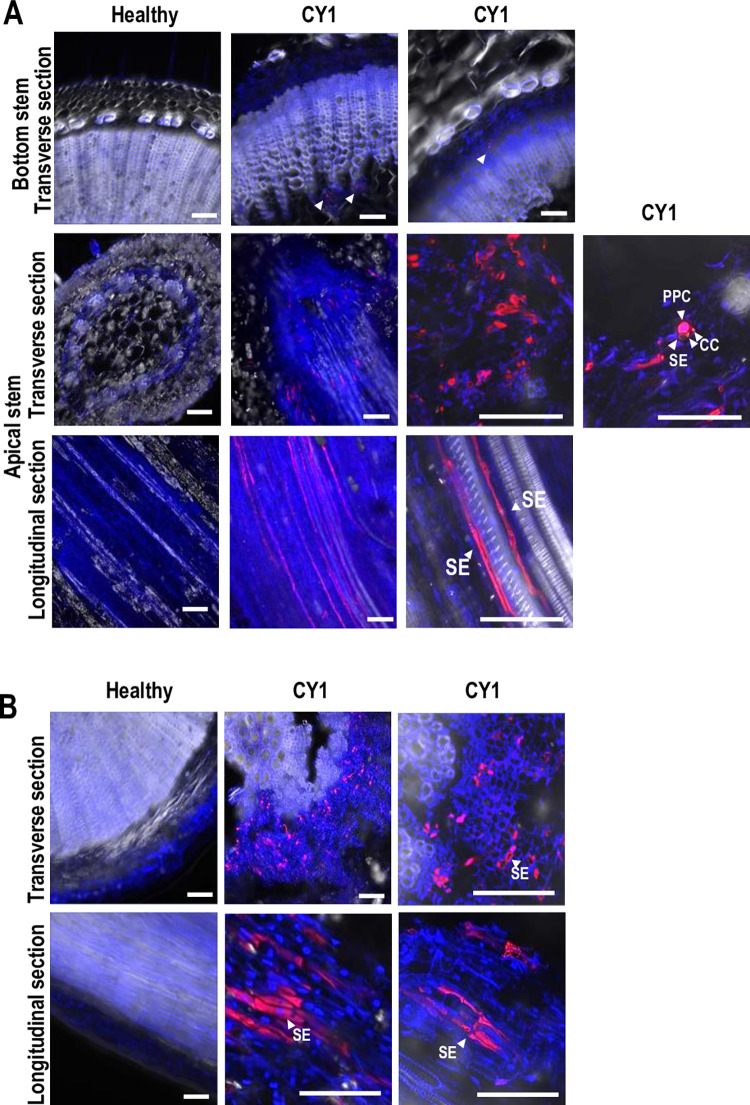 PMC11081511 – pbio.3002600.g003