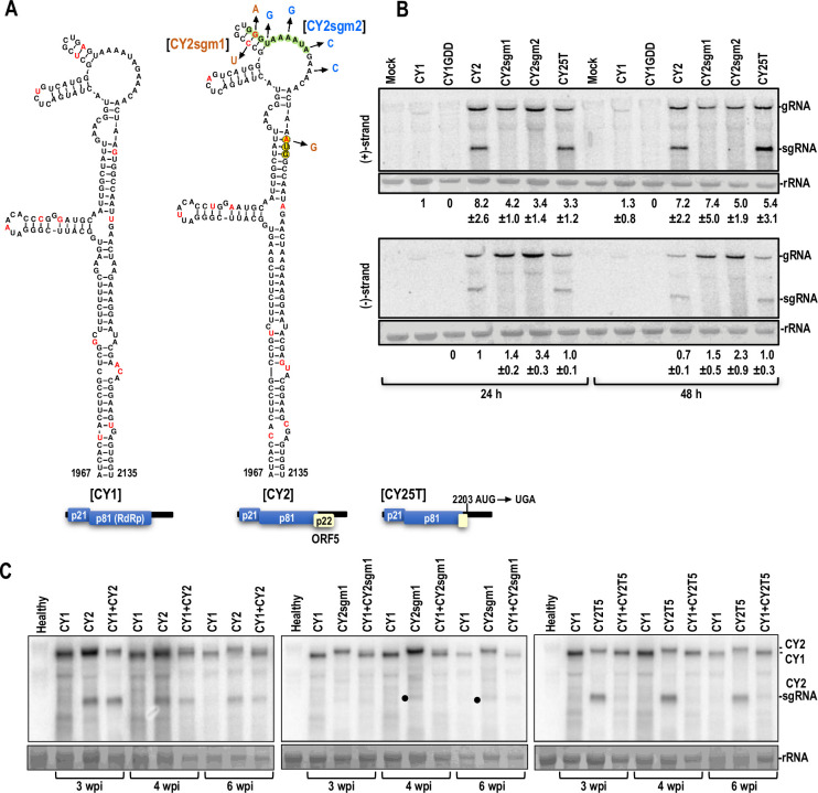 PMC11081511 – pbio.3002600.g004