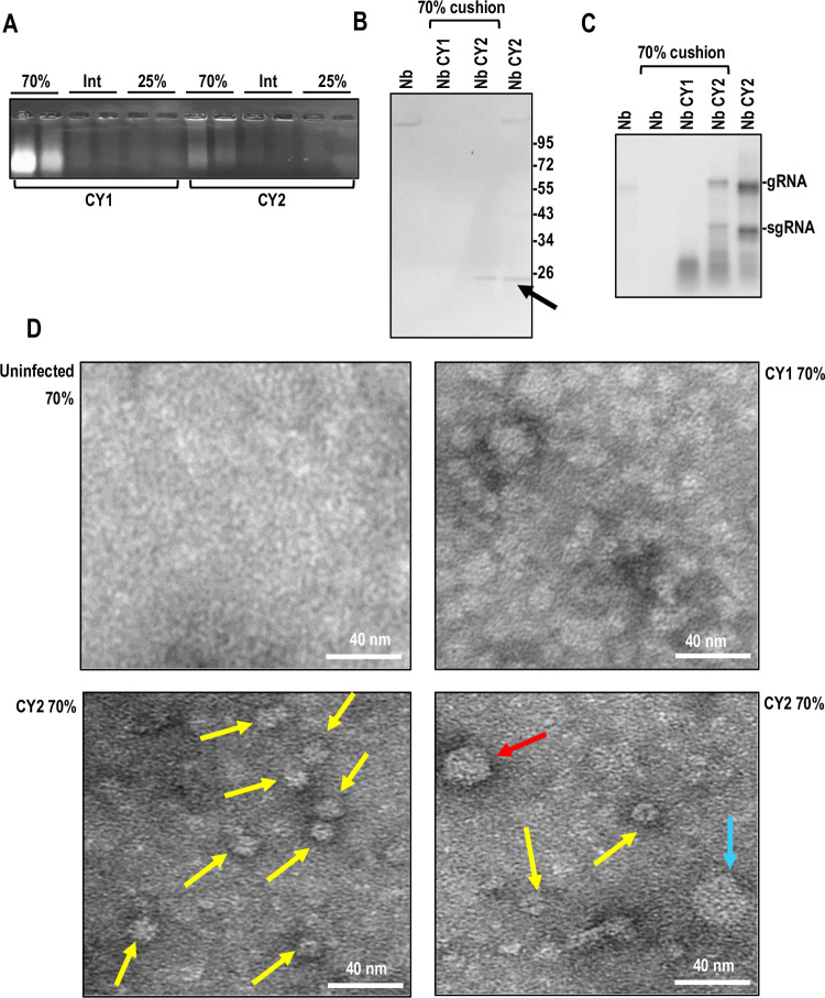 PMC11081511 – pbio.3002600.g006